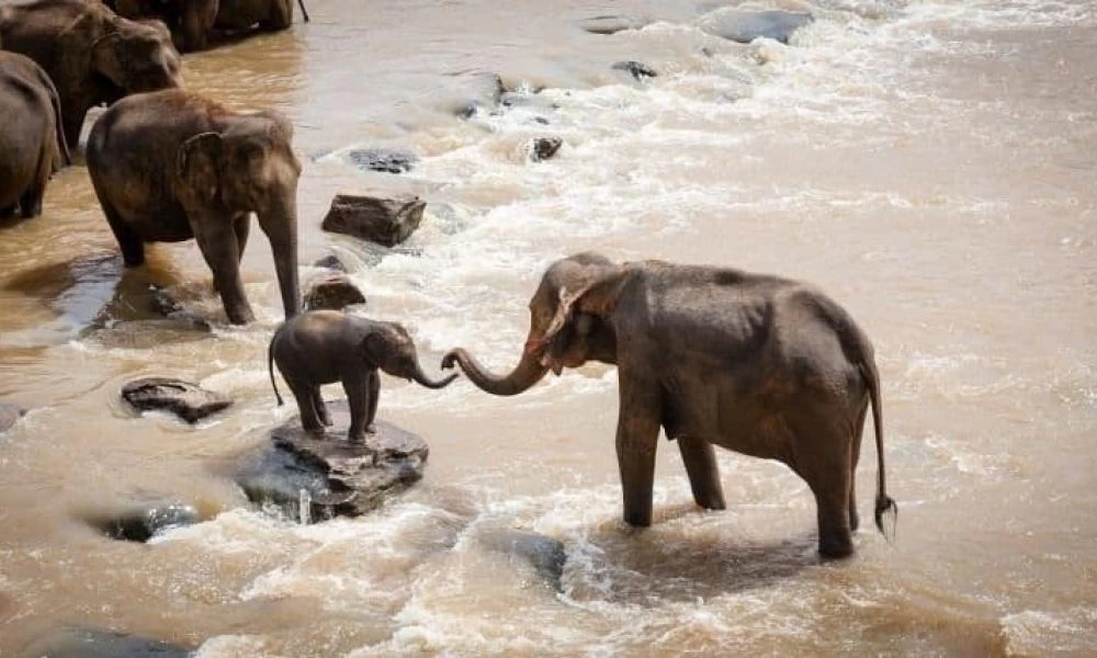 Ελέφαντες ακούνε Μπετόβεν